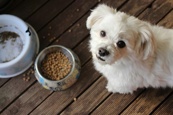 The Pet Food Brands Chowing Down on Streaming